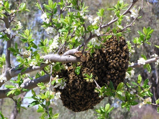 Bees Buzzing pic 1