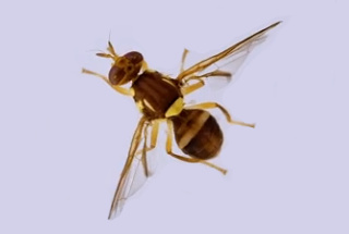 queensland fruit fly (Source: Agriculture Victoria)