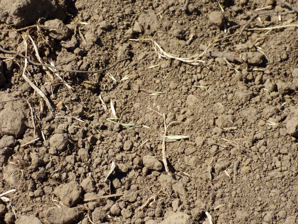 new block sowing seed December 2015 wheat grass close up