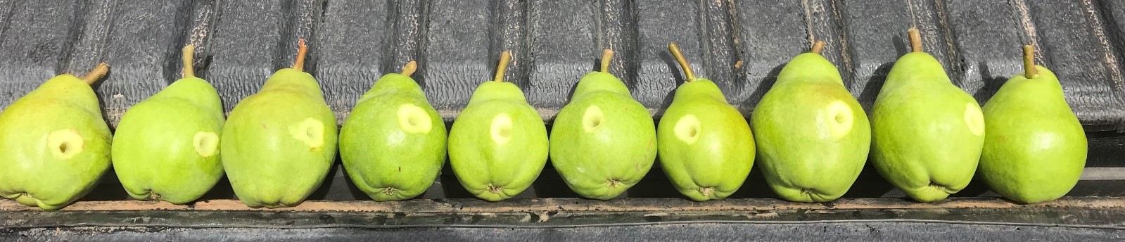 pear maturity test