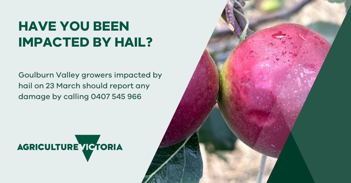 Information for Growers impacted by hail in the Goulburn Valley on 23 March 2023- Ag Vic