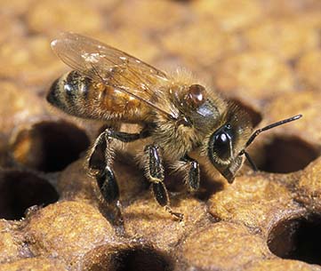 Ag Vic: Varroa mite update 27 October 2023