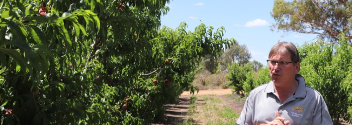 New varieties propel Australian stonefruit