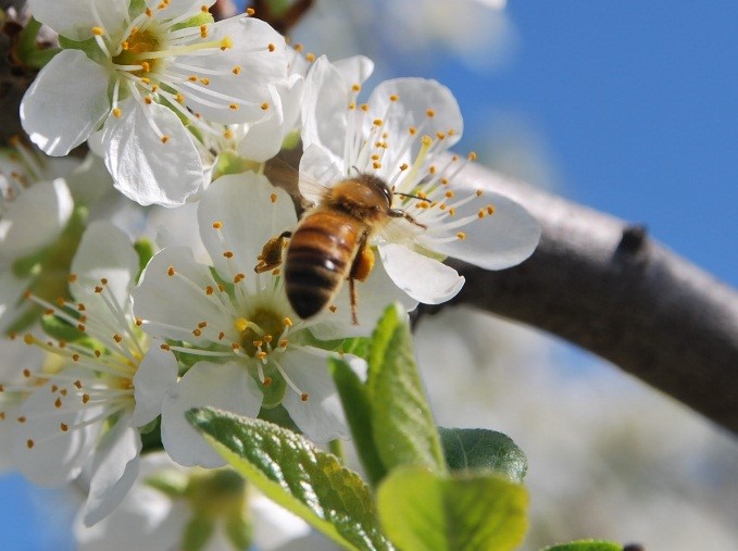 Bees buzzing pic 2