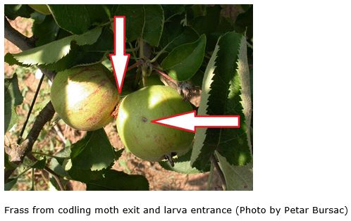 Codling Moth pic 3