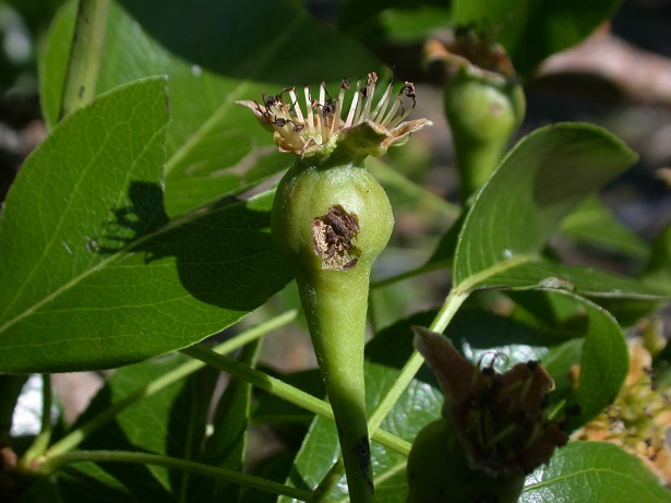 GOULBURN VALLEY ORCHARDS HIT BY HAIL DAMAGE