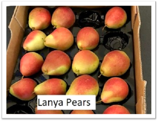 lanya pears