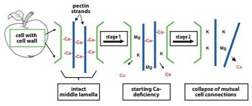 Calcium Nutrient Pic 2