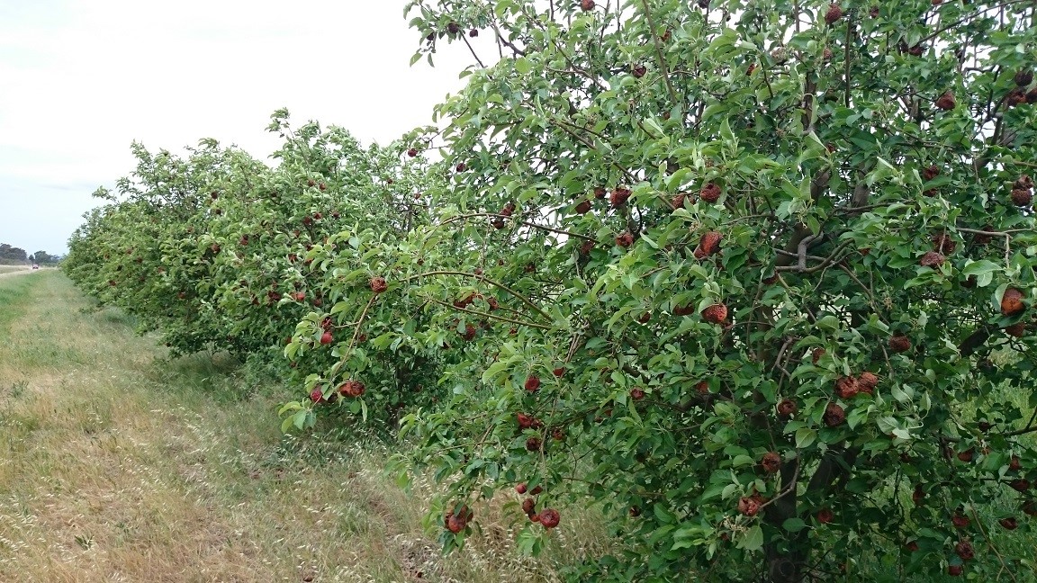 Fruit Fly article Petar 2