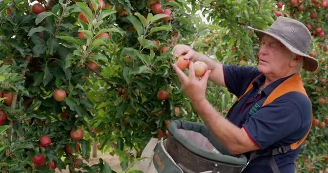How to pick apples