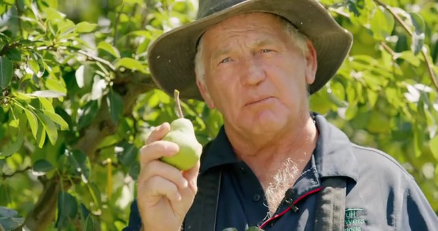 How to pick pears