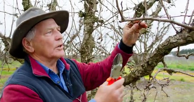 Pruning - packham pears