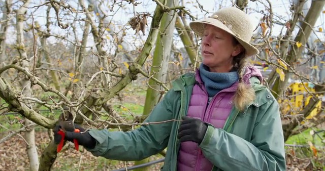 Pruning - Pink Lady apples