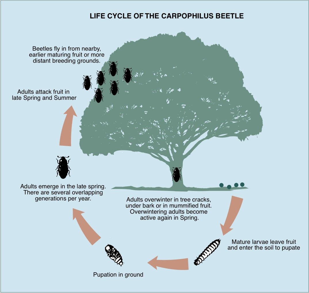 Life Cycle