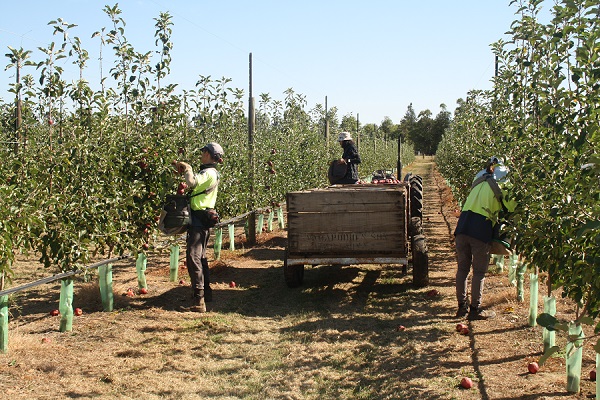 M9 Not a Suitable Rootstock article PIC Fig1 Small