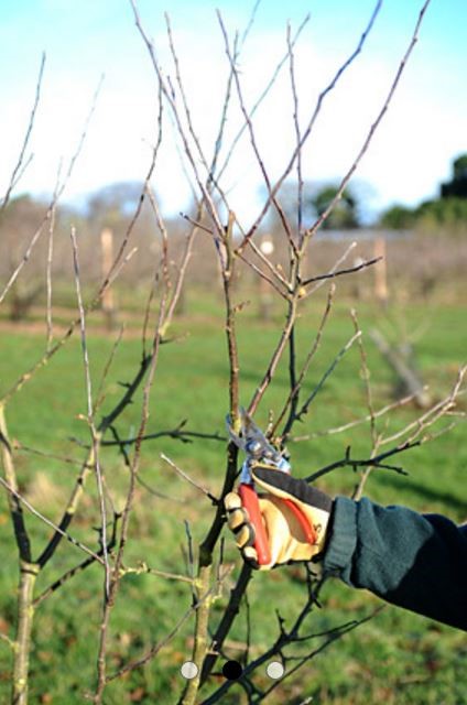 Pruning article P Bursac 7.6.16