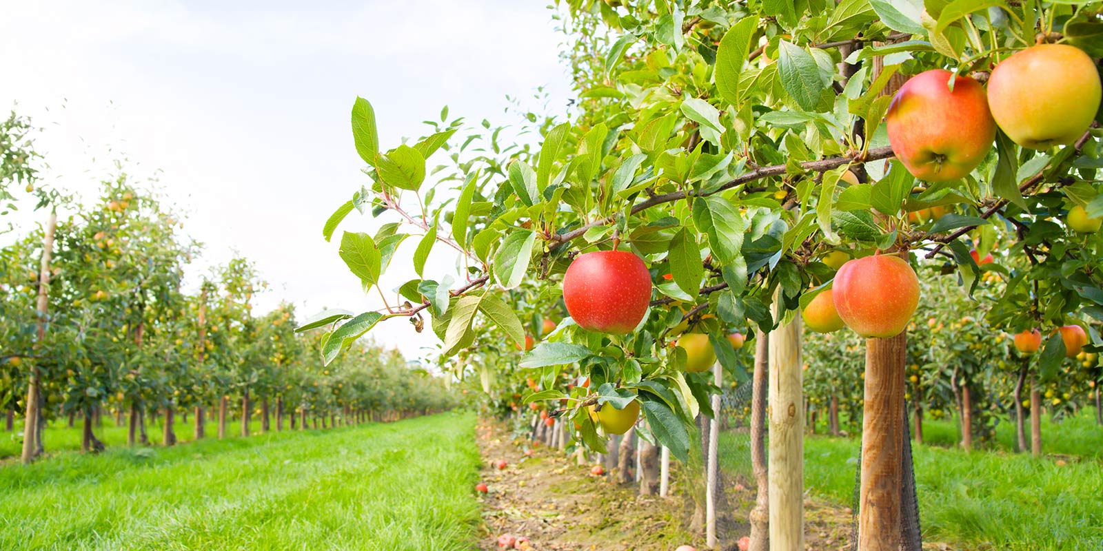 Fruit Growers Victoria