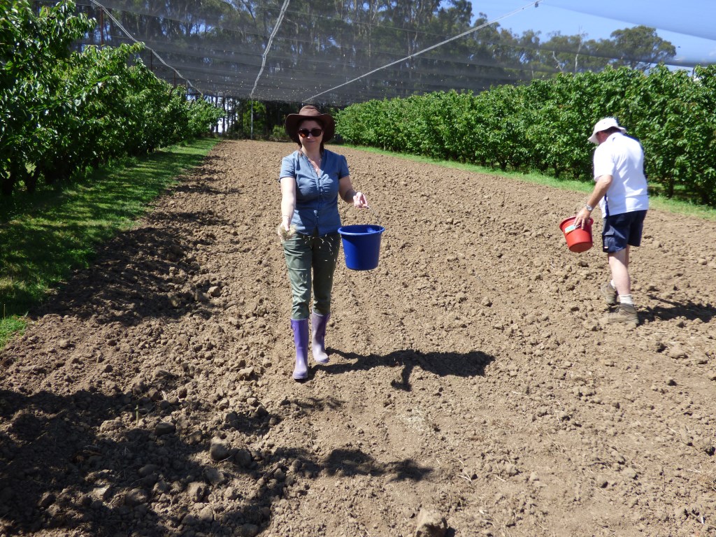 new block sowing seed December 2015 RLF 19