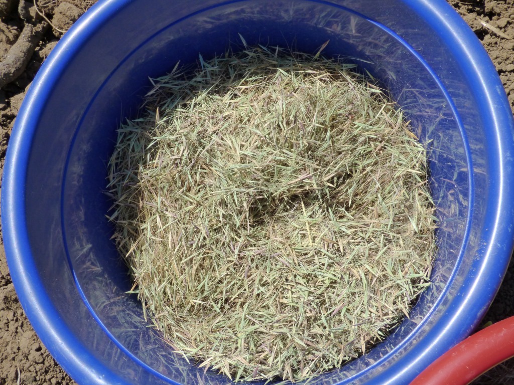 new block sowing seed December 2015 bucket of seed 12