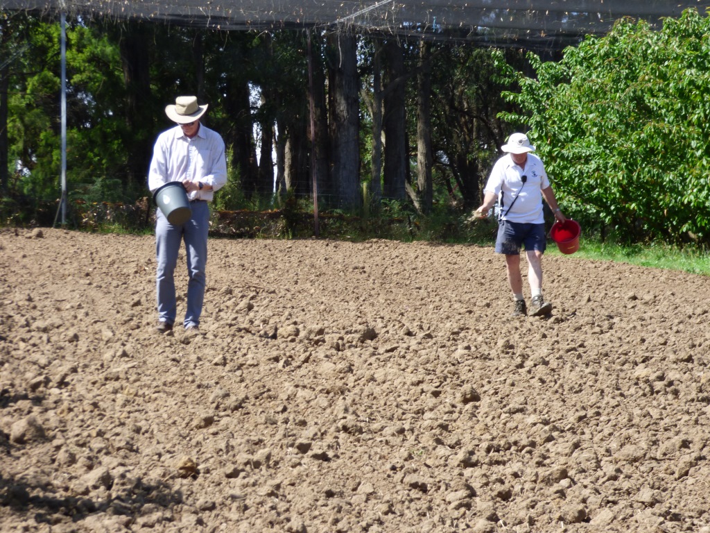 Benefits of Native Grasses Between Orchard Rows