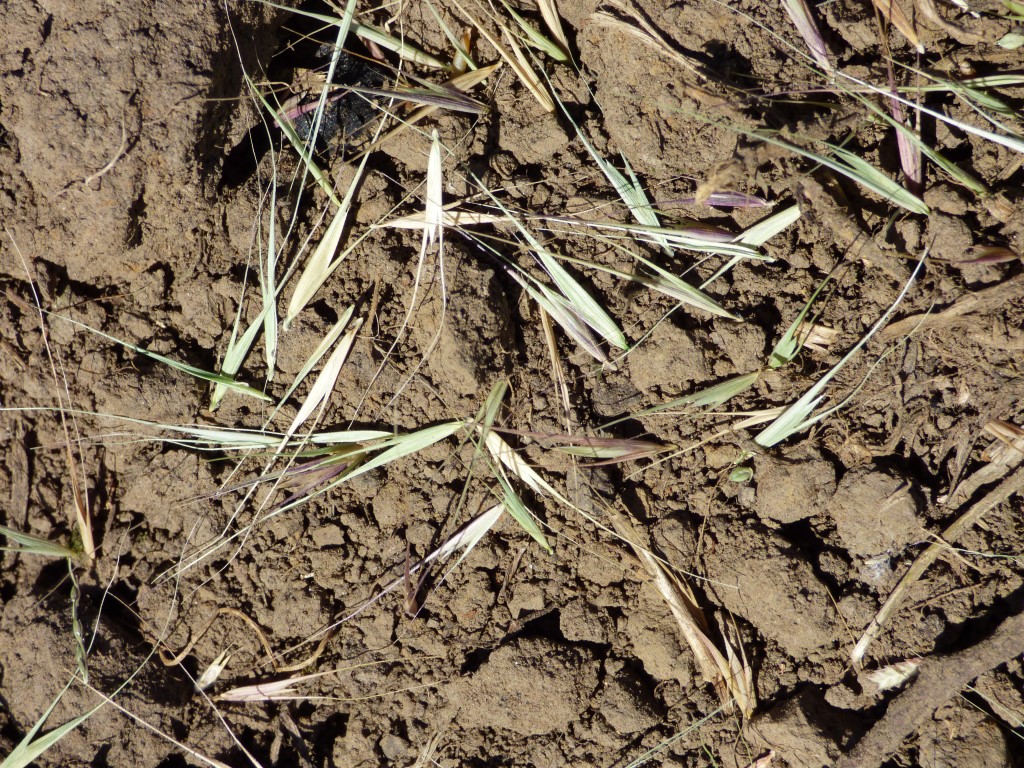 new block sowing seed December 2015 weeping grass close up 10