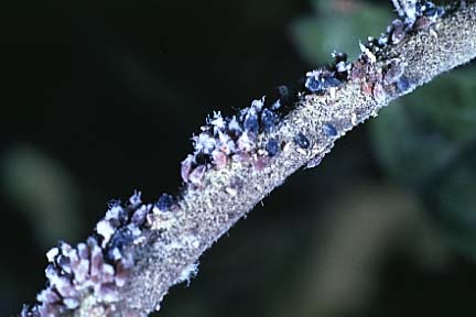 woolly apple aphid